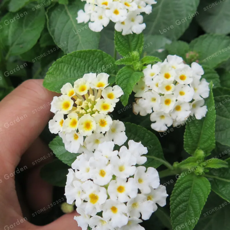 20 Bonsai/Pack Lantana Camara Bonsai Multi Color opcional rara perenne Bonsai flor Bonsai planta para jardín 20 Bonsai/Pack Lantana Camara Bonsai Multi Color opcional rara perenne Bonsai flor Bonsai planta para jardín