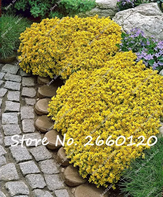 white creeping thyme seeds