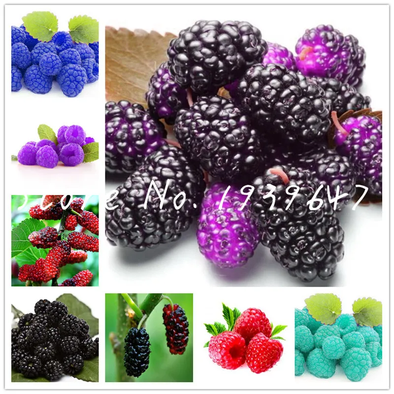 

100Pcs Raspberry bonsai Organic Heirloom Fruit Bonsai Tree Plants Sweet And Fresh Plant For Home Garden Pots Plants Easy To Grow