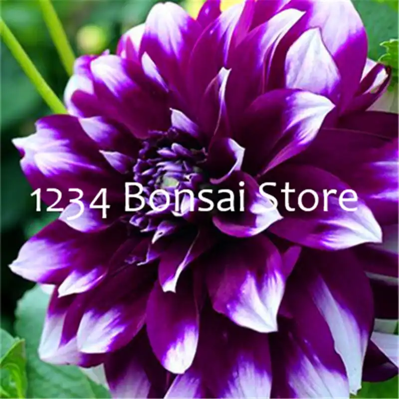 Detail Feedback Questions About 100pcs Dahlia Bonsai Chinese Rare