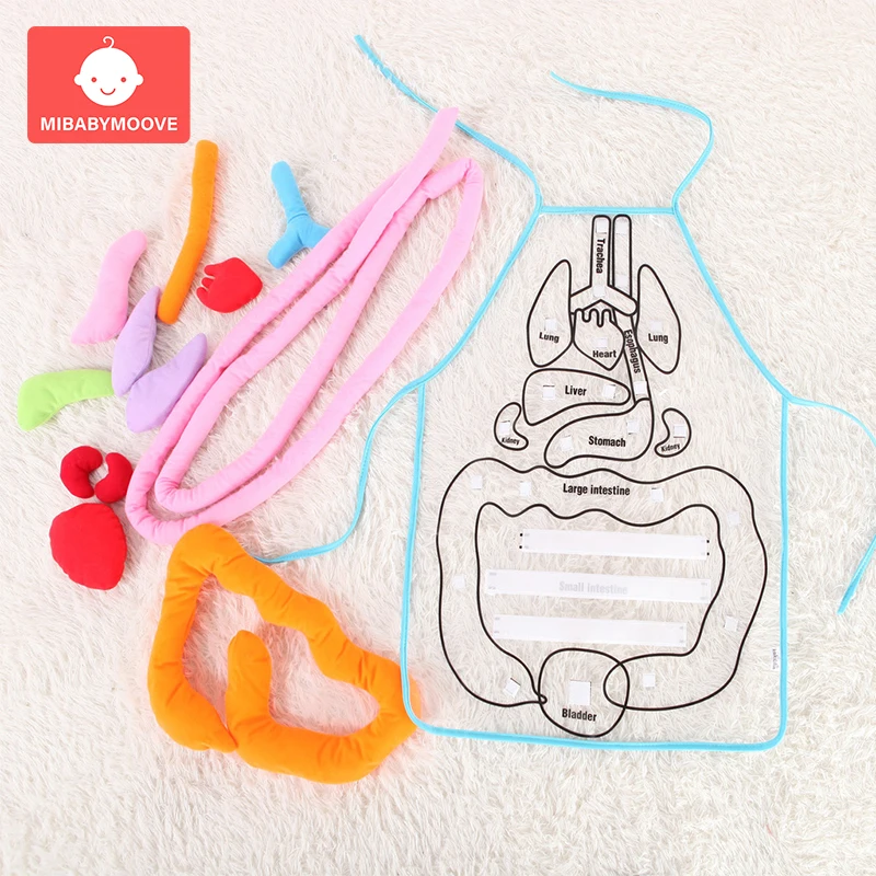 3D игрушки для органов человеческого тела с фартуком, обучающая посуда для органов тела, обучающая игрушка для детей раннего возраста