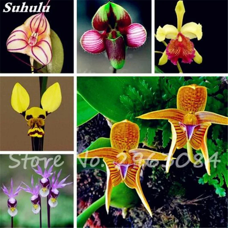 

Sale! 200 pcs Potted Flowers Orchid bonsai Cymbidium garden Cicada Orchid Cymbidium orchid When Flowering christmas decorations