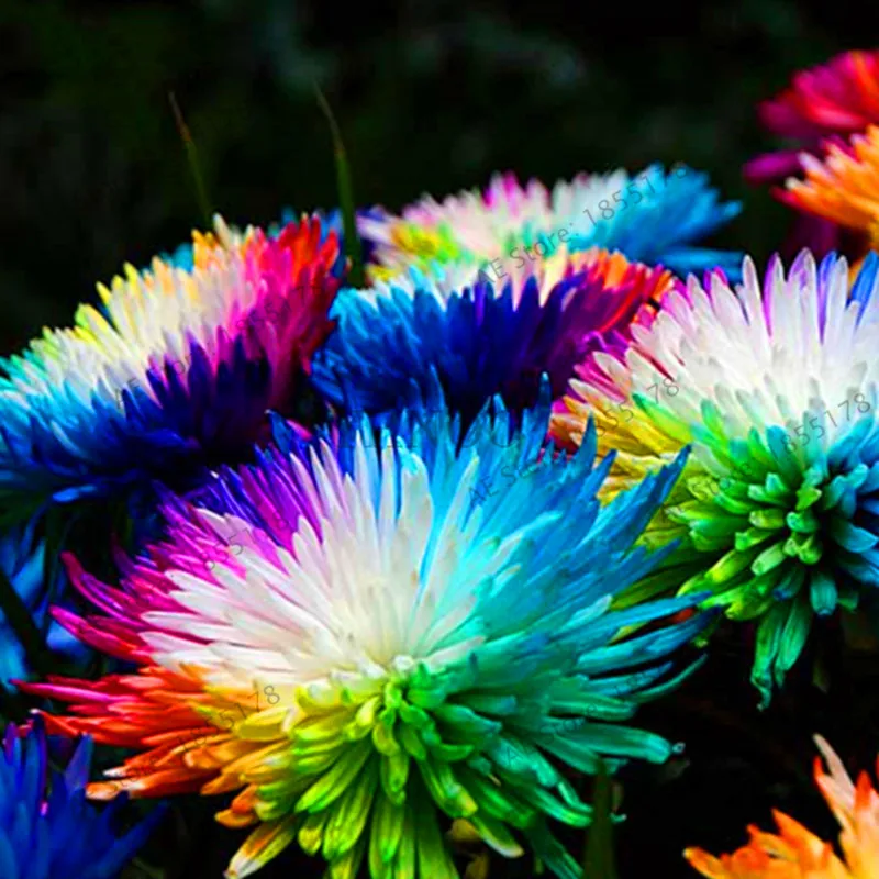 200 PCS Seeds Rainbow Chrysanthemum Plants Bonsai Perennial Flowers Home Garden