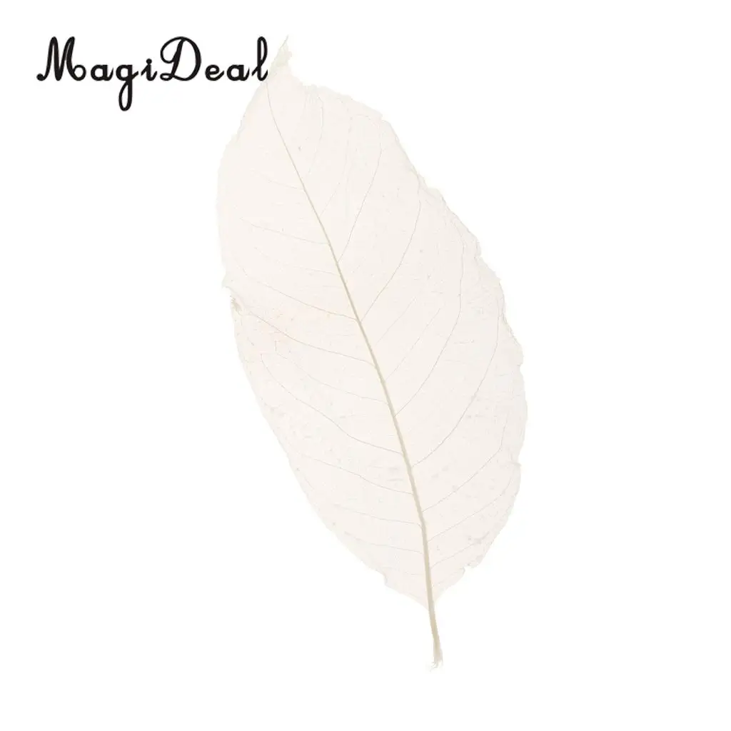 MagiDeal 50Pcs Natural Magnolia Skeleton Leaf Leaves Card Scrapbook White Wedding Party Decor Skeleton Leaves