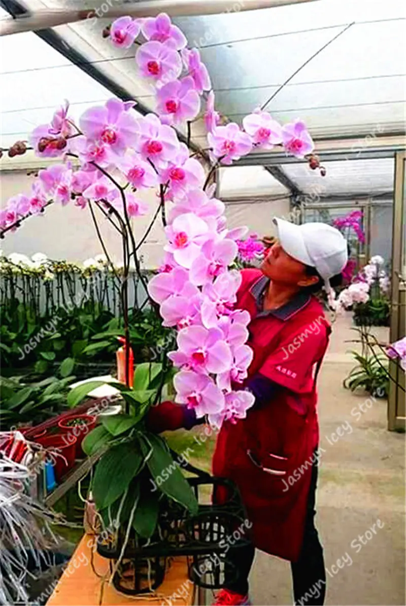 

50 Pcs/Bag Rare Giant Phalaenopsis Bonsai Plants Beautiful Outdoor Orchid Flower Potted Planting For DIY Home Garden Decoration