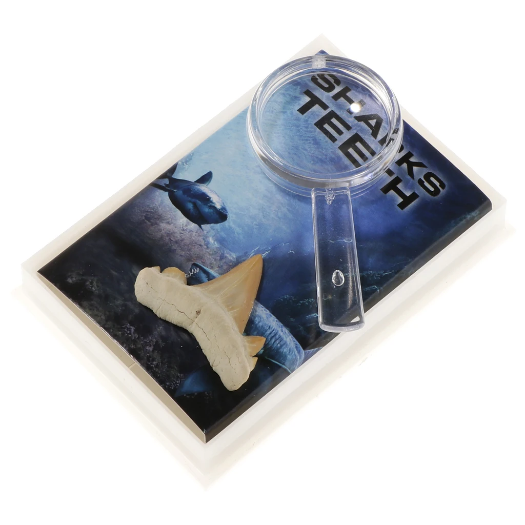 Rock Mineral Collection Shark Tooth Specimen PK506-2 Science Educational Toy