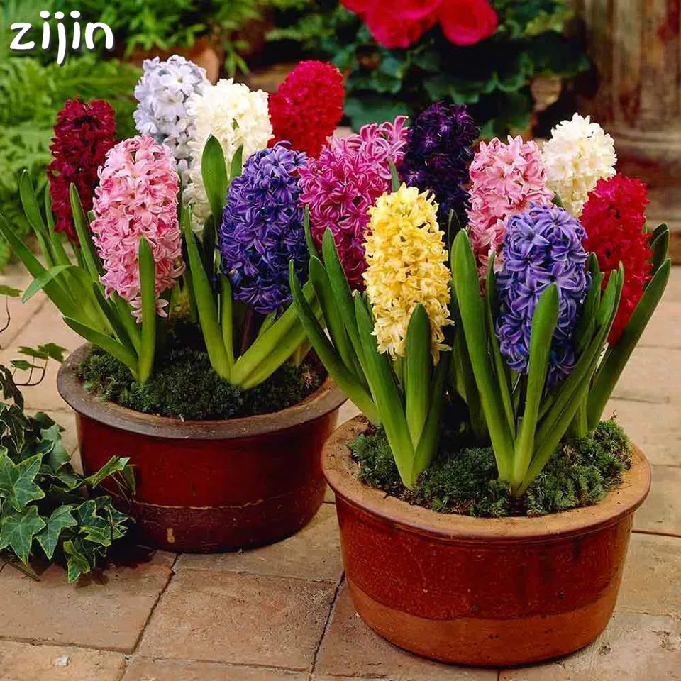 100pcs Hyacinth Bonsai Perennial Hyacinth potted plant Indoor Plant Easy Grow In Pots Bonsai plant flower for home garden 100pcs Hyacinth Bonsai Perennial Hyacinth potted plant Indoor Plant Easy Grow In Pots Bonsai plant flower for home garden