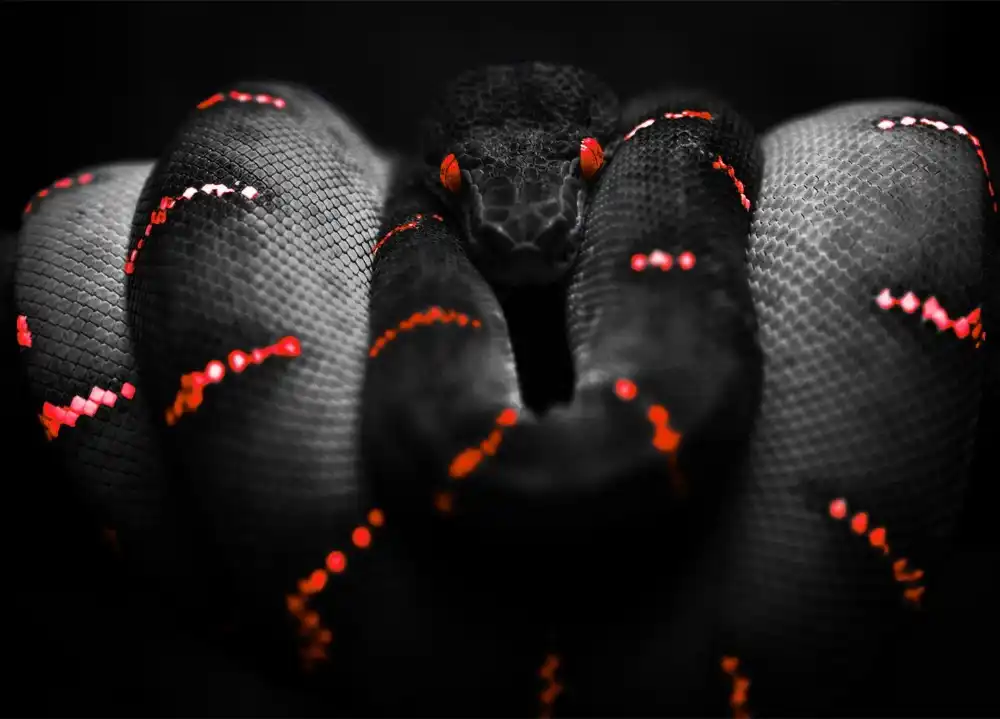 5d алмазная живопись животное змея полная вышивка картины стразы свадебное