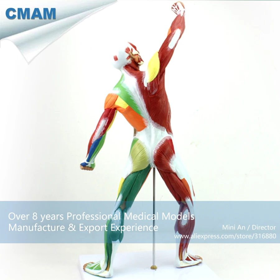 12308 CMAM-MUSCLE14 Small 55cm Human Body Model of Color Muscle Module , Medical Science Educational Teaching Anatomical Models 12308 CMAM-MUSCLE14 Small 55cm Human Body Model of Color Muscle Module , Medical Science Educational Teaching Anatomical Models