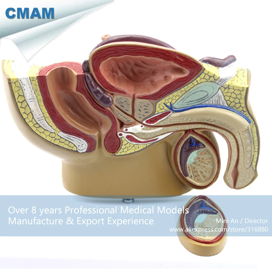 12457 CMAM ANATOMY19 Mid sagittal Section with Prostate Male Pelvis Model , Medical Science ...