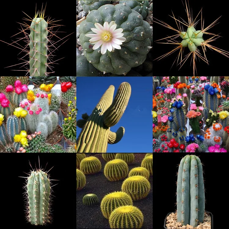50pcs mix colors PREMIUM CACTUS THE WORLDS RAREST & LARGEST CACTI