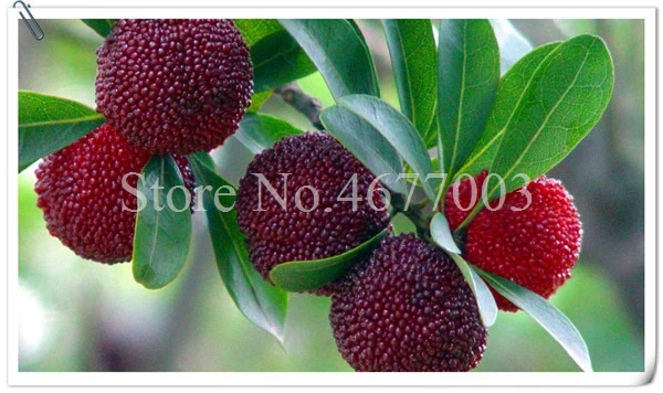 10 Pcs Rare Black Myrica Rubra Bonsai Red Bayberry Bonsai Perennial Arbutus Taste Sweet Fruit Tree Bonsai for Flower Pot Planter