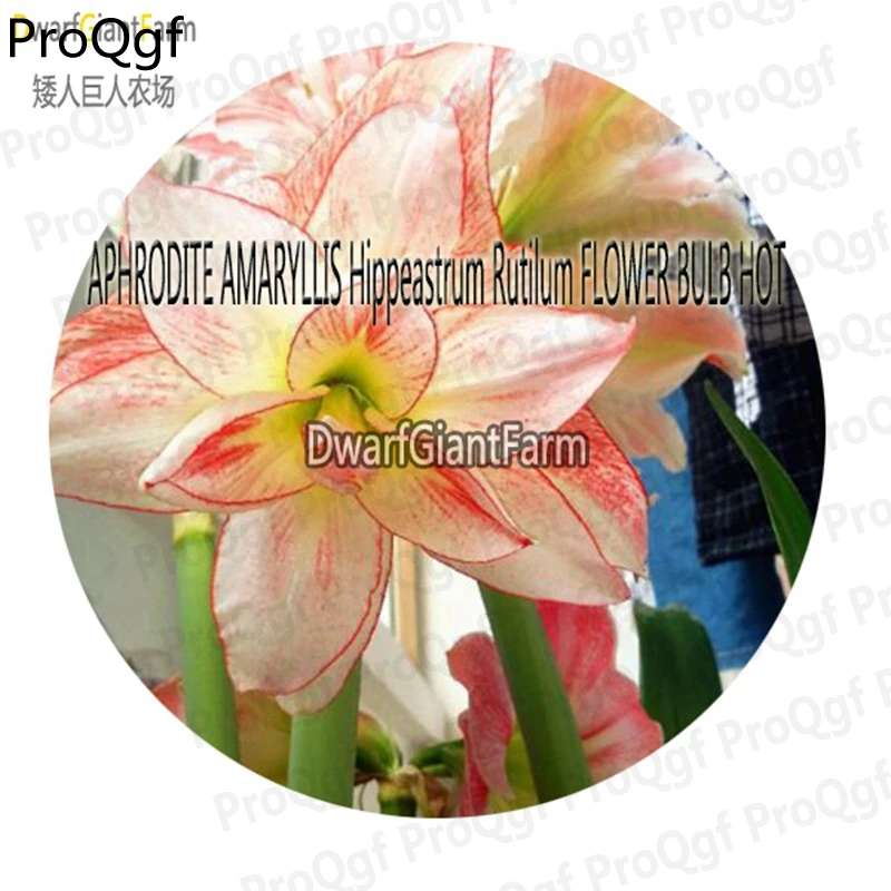 Ngryise 5 шт. набор Hippeastrum rutilum Amaryllis