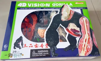 

child educational model toy chimpanzee model silver back gorilla anatomical model