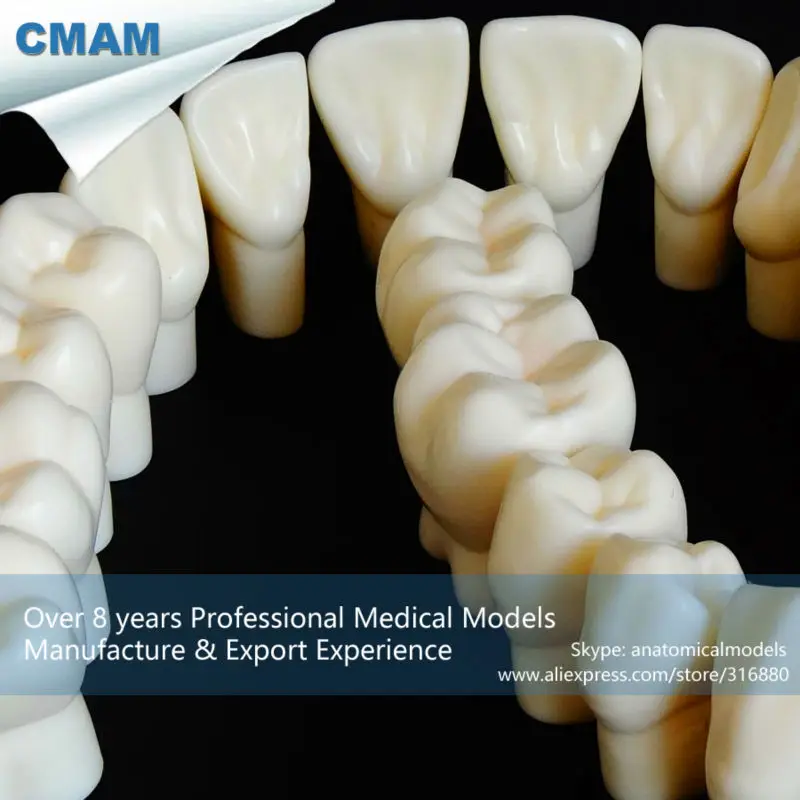

CMAM-DT117 Quality Natural Resin Made 5 Time Permanent Anatomy Model with 28pcs Teeth