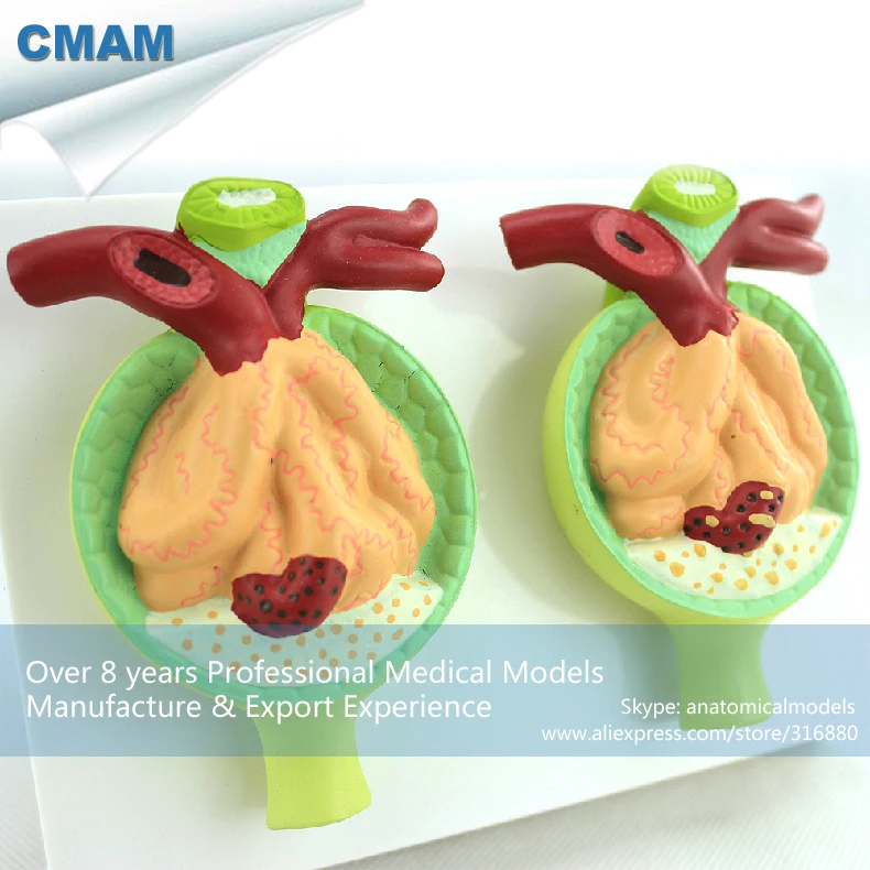 CMAM-KIDNEY07 12436 пластик 300x жизни размеры нефрон заболеваний раздел анатомия, медицинские науки образовательные анатомические модели