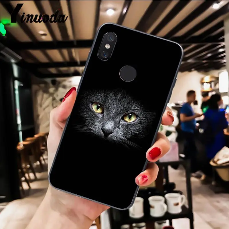 Cute Black Cat Staring Eyes