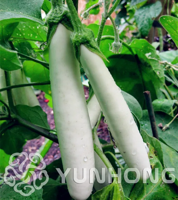 

Sale!Free Shipping 50PCS Mary Washington Ribbed White Eggplant Bonsai -healthiest vegetable ,delicious nutritious perennial