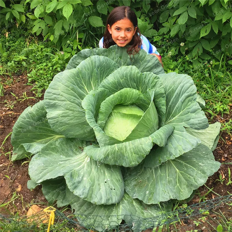 

100 Pcs/Bag Rare Giant Cabbage Bonsai Oorganic Bonsai Vegetables 98%+ Germination Courtyard Plant Pot For Home Garden Plant