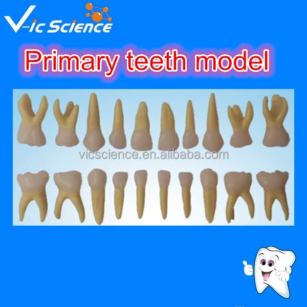 Анатомическая модель первичных полости рта