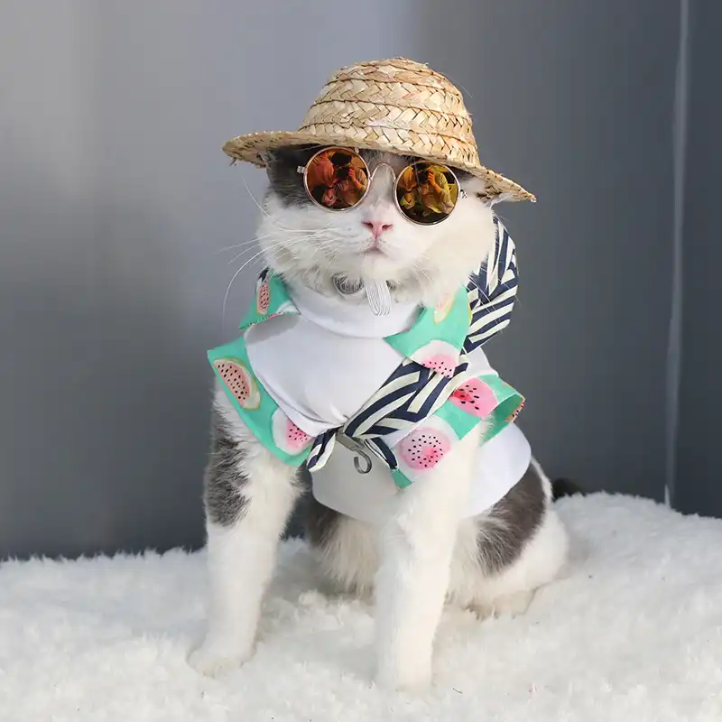 cat with hat and glasses