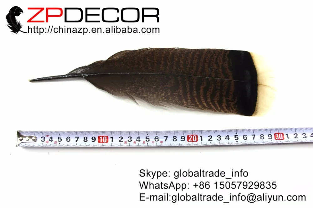 natural wild turkey flat featehrs  (4)