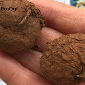 

5Pcs A Set Dioscorea elephantipesEuphorbia globosa