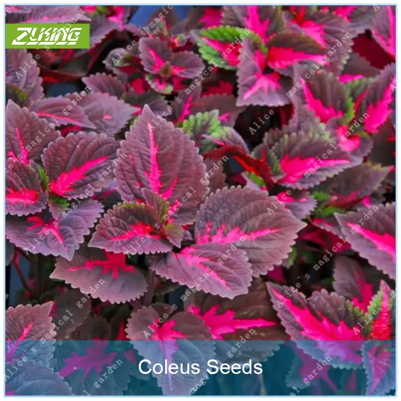 

ZLKING 100pcs MIX Colorful Coleus Bonsai Garden Landscaping to Create Important Decoration Easy Reproduction and Growth