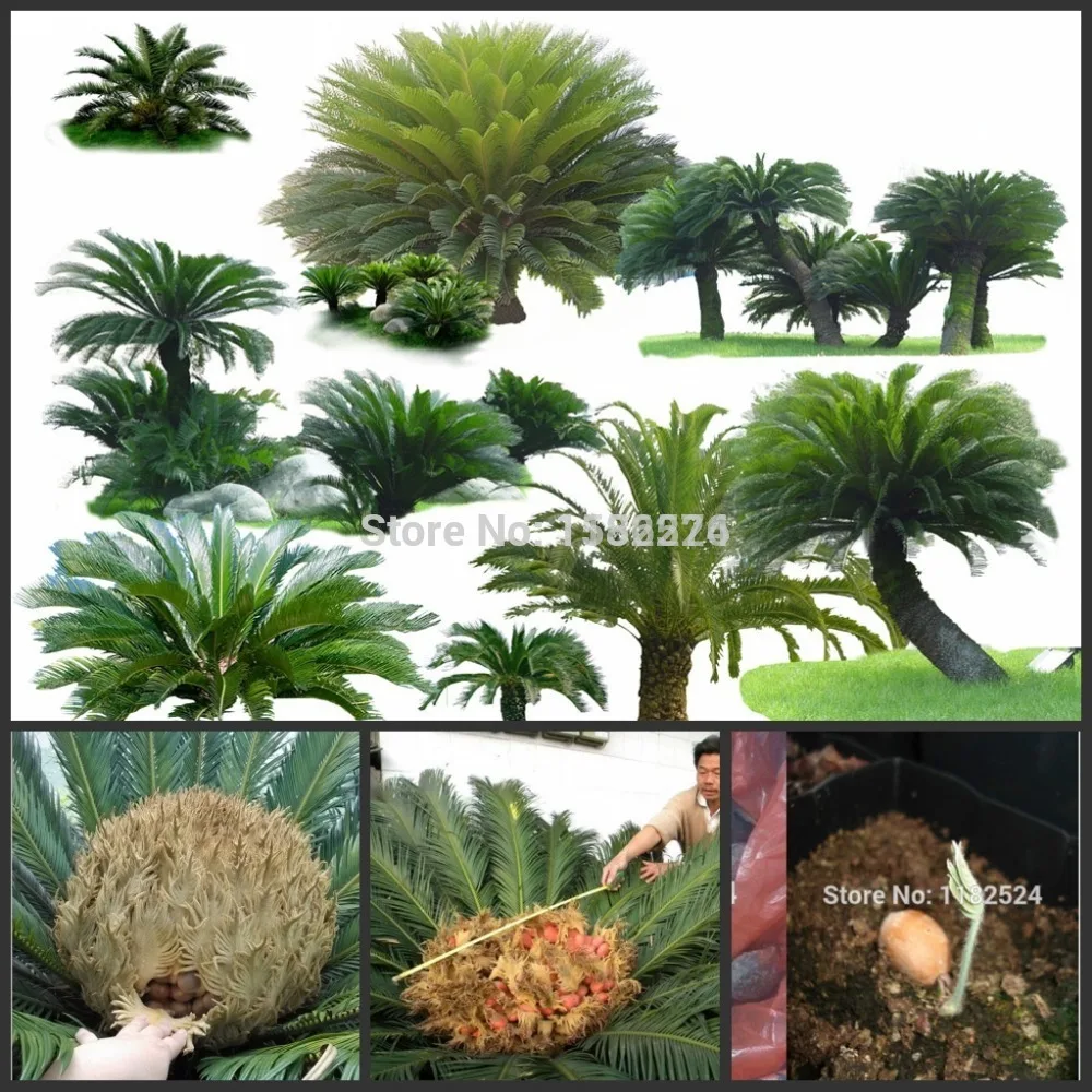 

Free Shipping 2pcs 100% Genuine Fresh Hardy Tit Shu Cycas revoluta semillas - bonsai flower tree Sementes