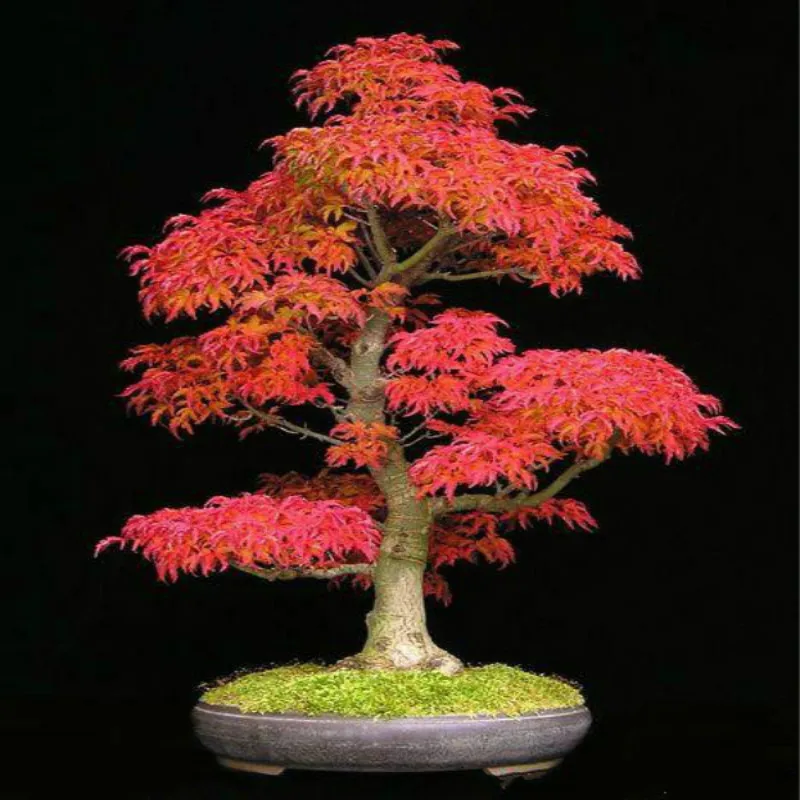 20pcs Purple Blue Ghost Anese Maple Tree Acer Palatum Bonsai Best 100 True Anese Purple Maple Bonsai Tree Seeds