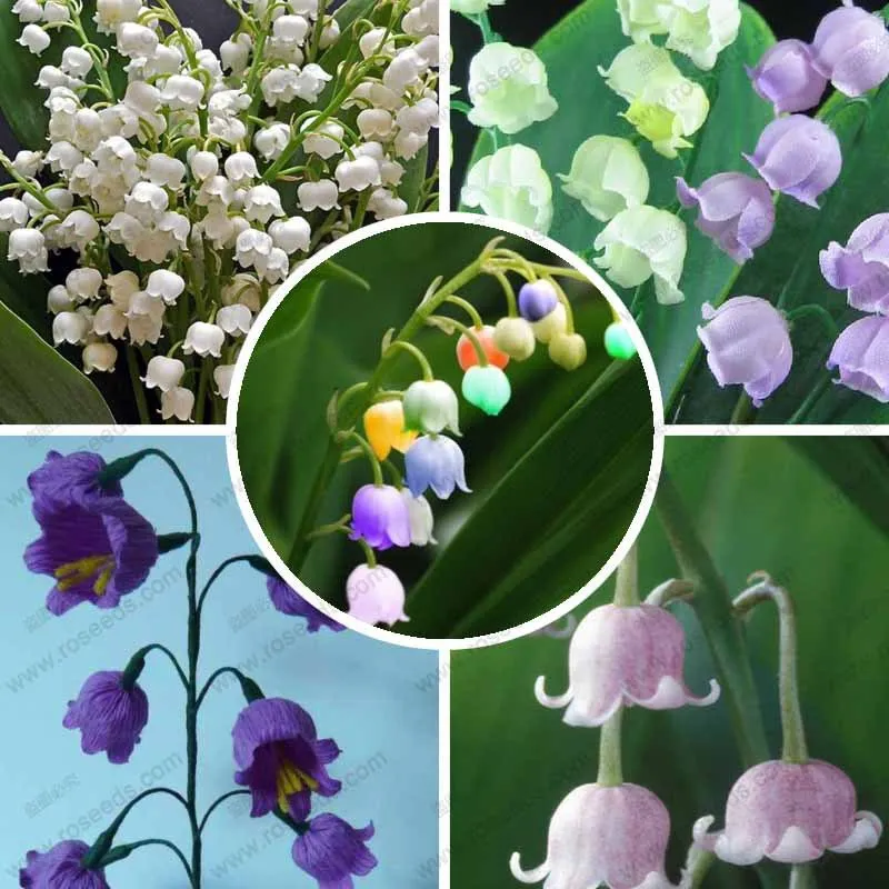 1 pcs Lily of the Valley flower bulb, bell orchid , multicolored