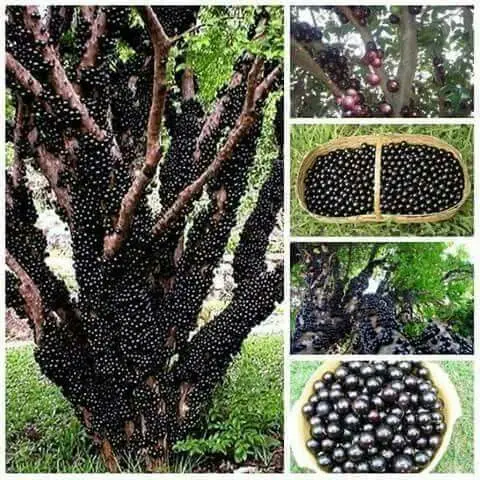 

100Pcs Rare Plinia cauliflora bonsai Tree grape bonsai fruit tree plants for home garden pot plant planting