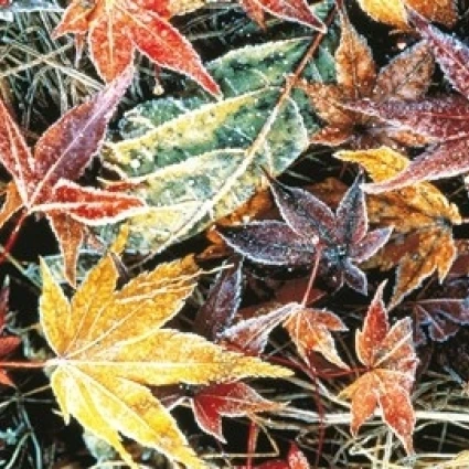 Close Up Fallen Maple Leaves Poster Print by Panoramic Images (36 x 28)