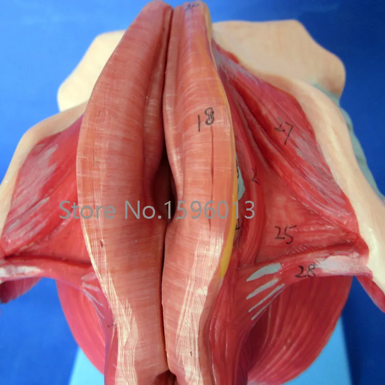 Модель женских гениталий, модель анатомии генитальной структуры