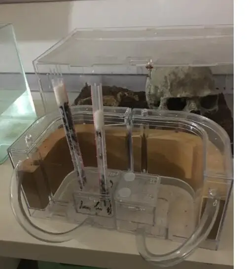 professional-ant-nest (2)