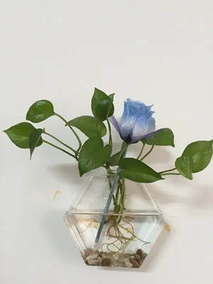 Floating wall terrarium,cool hexagon DIY wall glass vase recyclable ... Floating wall terrarium,cool hexagon DIY wall glass vase recyclable ...