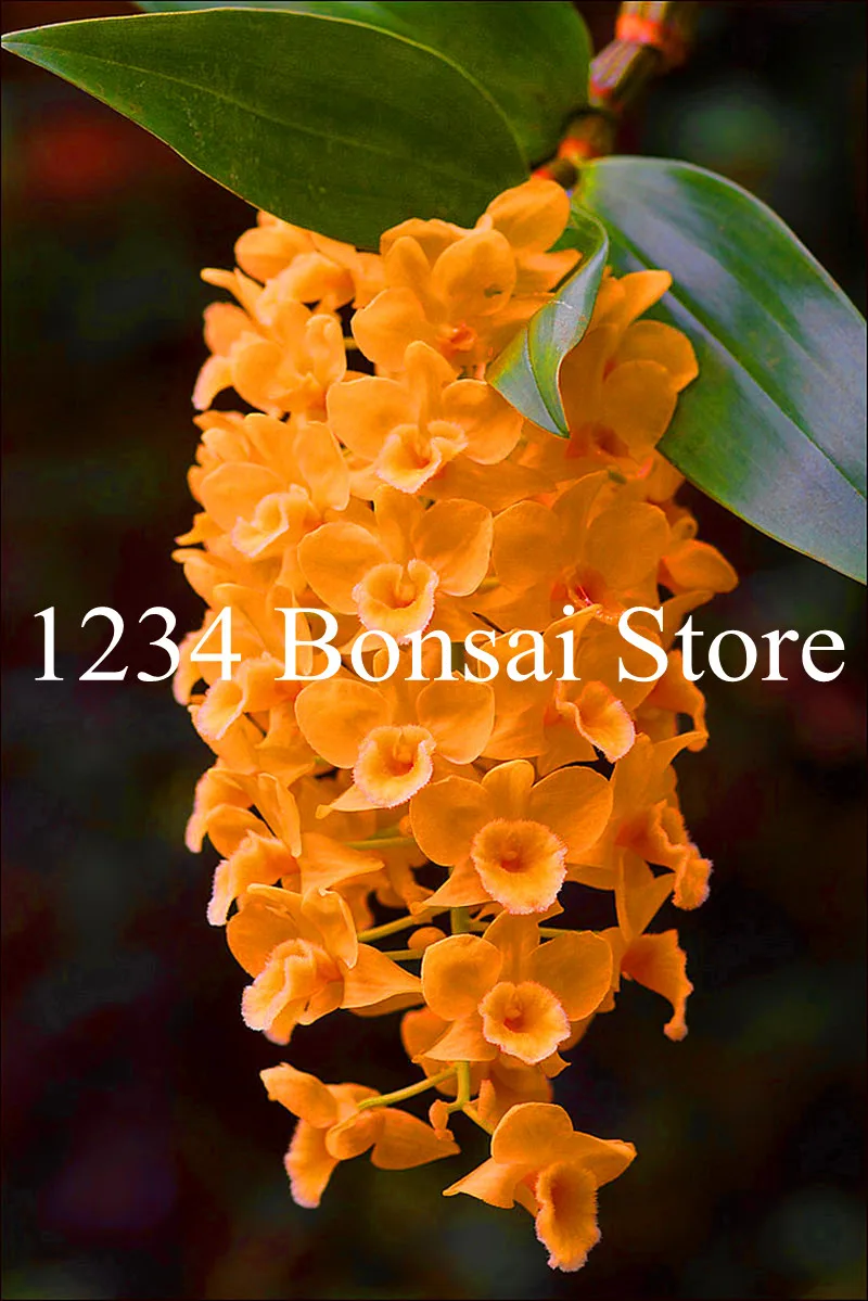 Big Sale!100 pcs Rare Cymbidium orchid Plants African Cymbidiums Plantas,Phalaenopsis bonsai flower Seedling for home garden pot