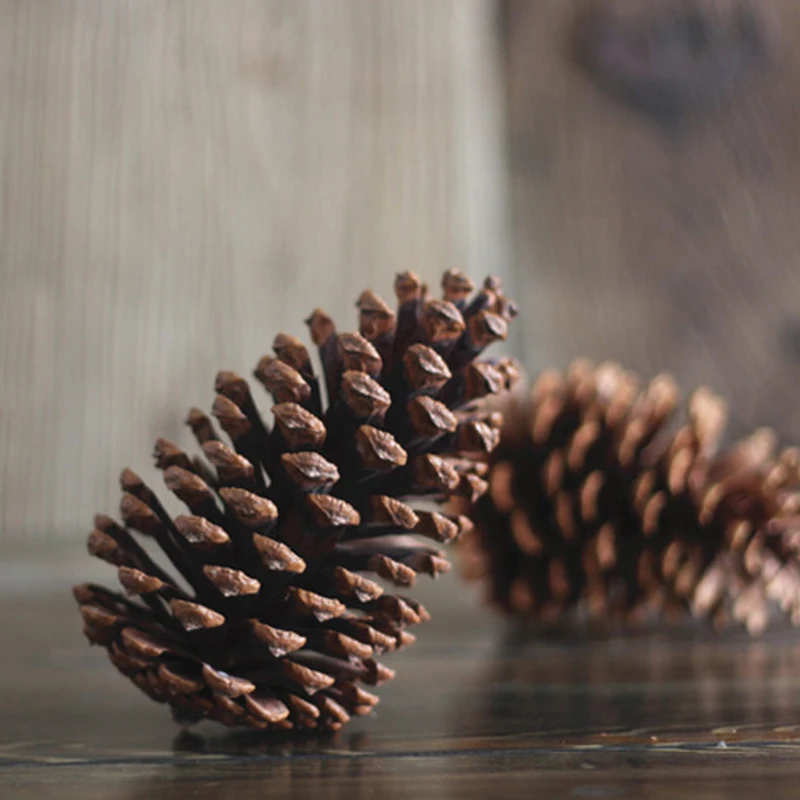 One Piece Besar Buah Kering Biji Pinus Alami Tanaman 14 10 Cm