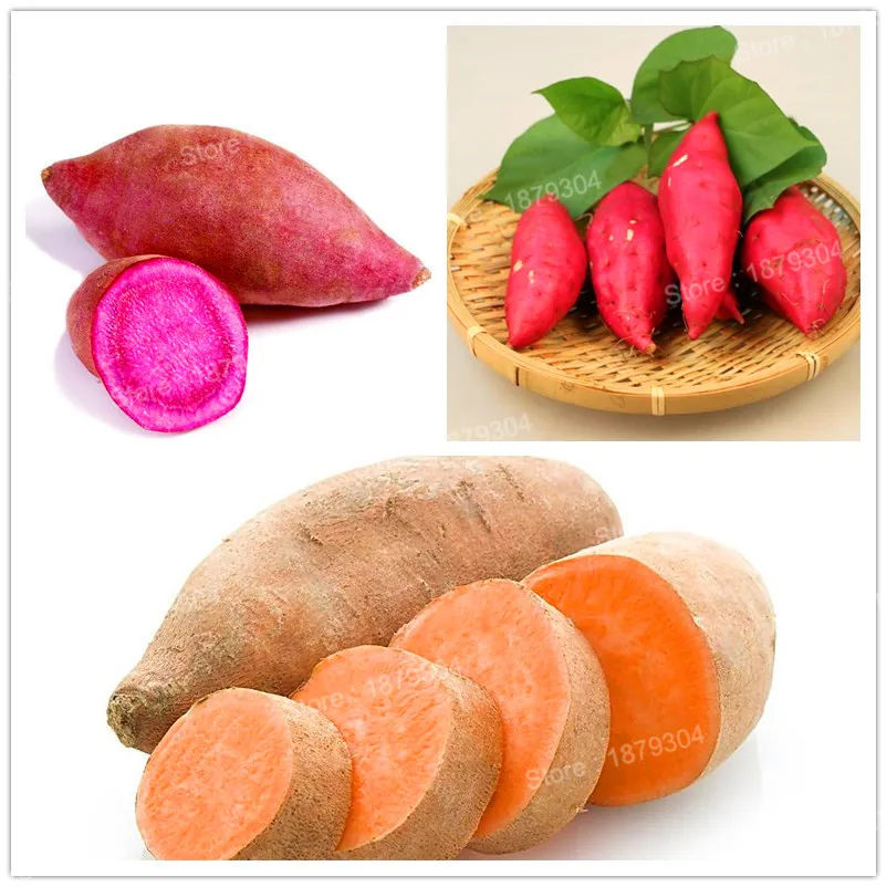 

100pcs/bag sweet potato flores Vegetables plantas fresh food Fruit And Vegetable Garden Supplies bonsai plant for home garden
