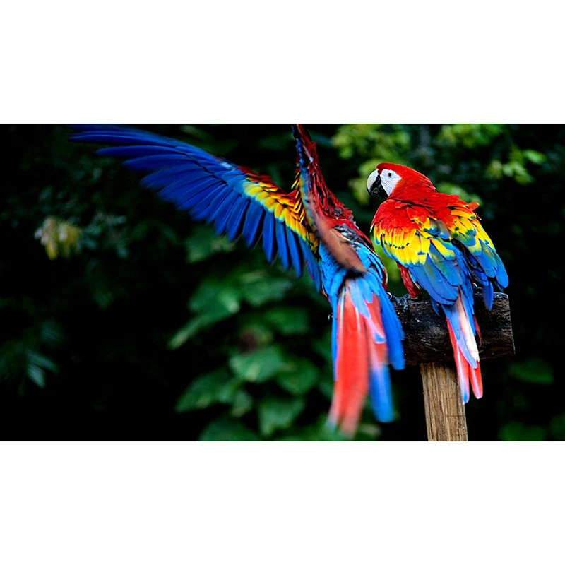 Full SquareRound Drill 5D DIY Diamond Painting Two parrots 3D  Embroidery Cross Stitch Mosaic Home Decor
