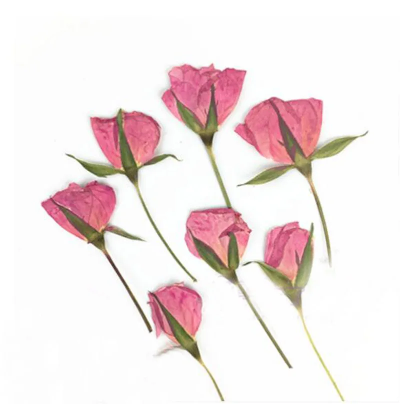 60pcs Dried Side Pressed Pink Rose Flowers Plant Herbarium For Jewelry