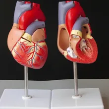 Медицинский человеческий череп анатомическая модель скелета Делюкс сердце Анатомия в натуральную величину модель зубов с esqueleto humano anatomia