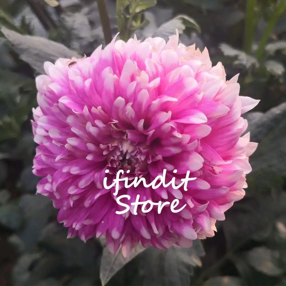 

50pcs Dahlia Bonsai Chinese Rare Flower Fragrant Perennial Indoor & Outdoor Flowers Planting for Home Garden decor Balcony