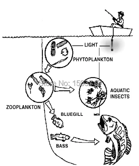 fishing light-food chain.jpg