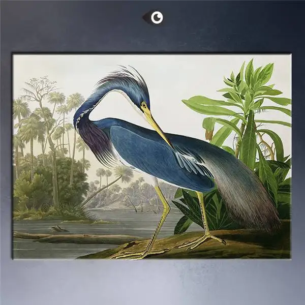 

Louisiana Heron From Birds Of America By John James Audubon Art Print Original Huge Poster For Wall Decor Print On Canvas