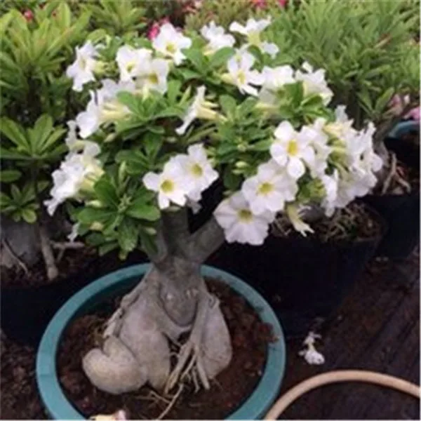 100% True Adenium Obesum Bonsai Exotic Desert Rose Flowers Balcony Desert-Rose Bonsai MultiColor Petals Succulents Tree 1 Pcs