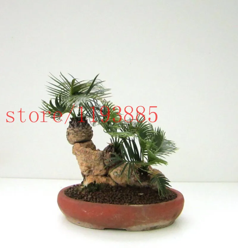 Купить 10 шт. мини бонсай cycsa семена оптом семян в горшках цикас ...