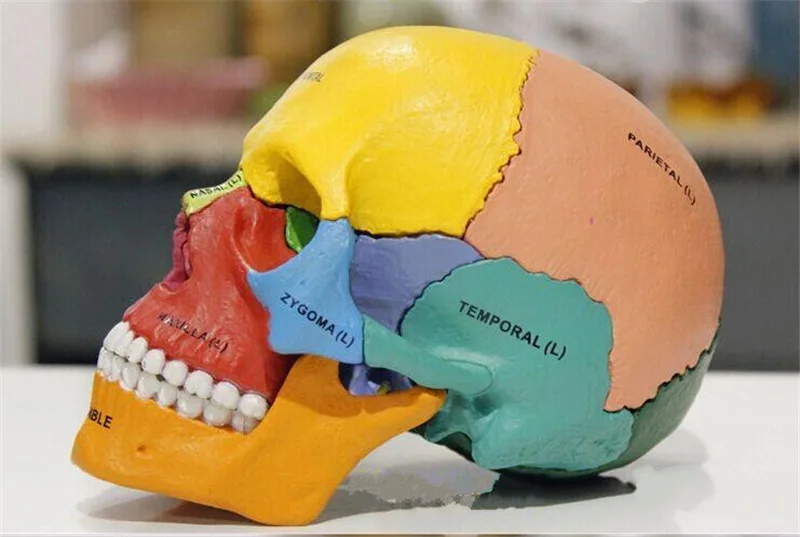 4D мастер дидактические разборной череп цветные человеческая голова скелета сборки медицинской манекена esqueleto науки анатомическая модель