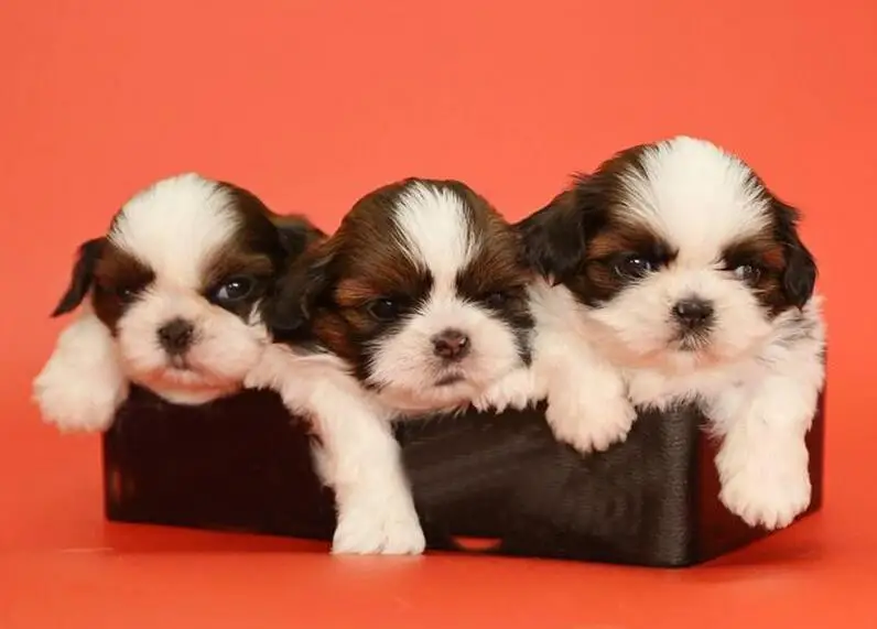 Shih Tzu Pet Dogs
