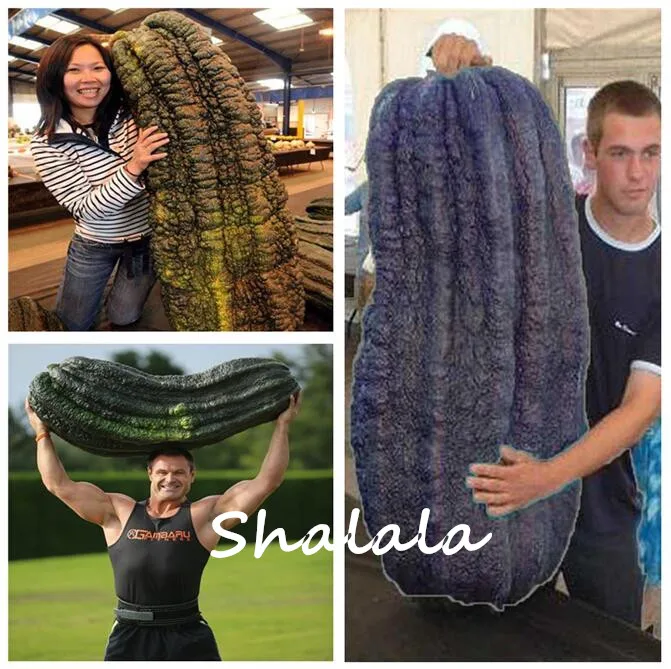 

100 Pcs Super Giant Luff plant Edible Vegetable Sponge Cucumber Climbing Sponge Gourd Plant Bonsai Pot for Garden Planting